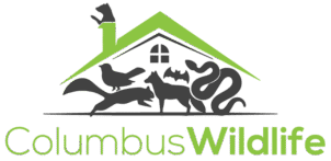 Animal Removal Columbus, Bloomington, Browntown & Seymour, Indiana