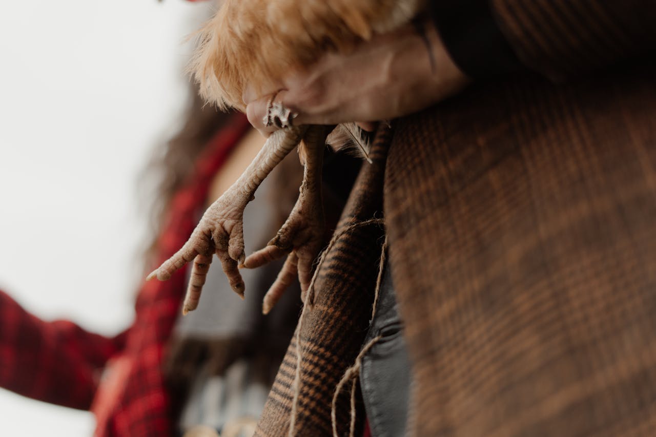 Home A close-up view of a chicken being held by a person, possibly during a cultural ritual or ceremony.
